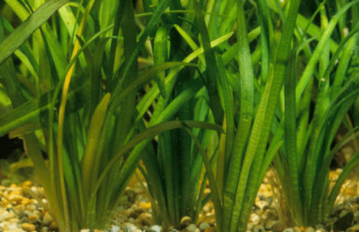 Dwarf Sagittaria