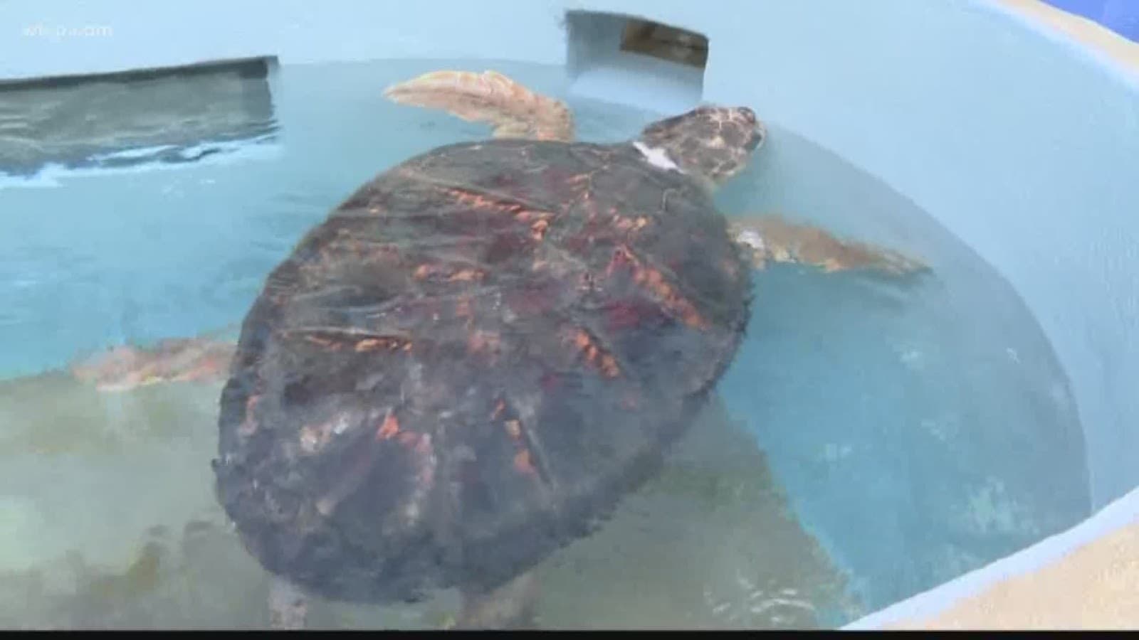 Can Turtles Live In Tap Water? The Aquarium Guide