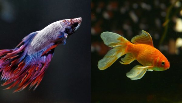 Can You Keep Bettas and Goldfish Together Temporarily