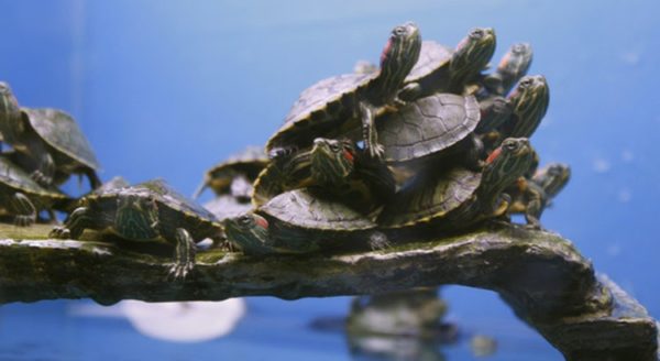 Is Turtle Stacking Dangerous for the Turtles