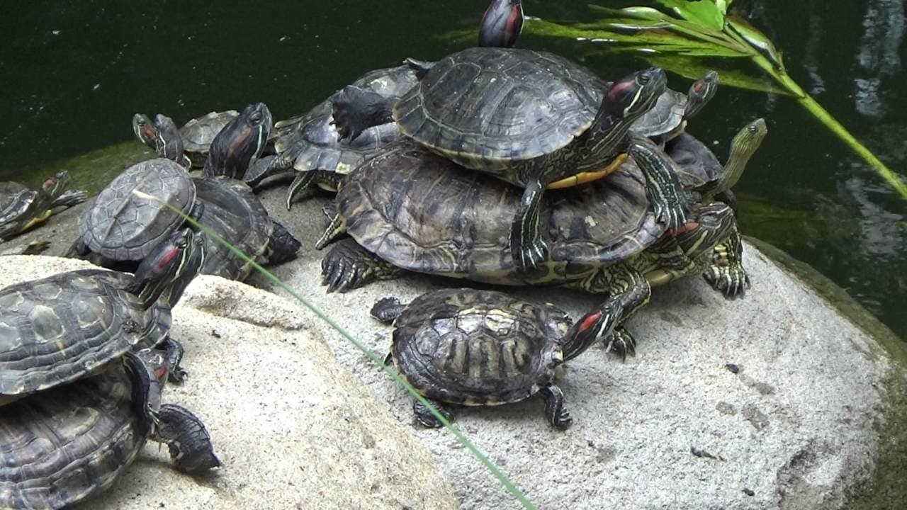Why Do Turtles Stack and Pile Up on Each Other? Real Reasons
