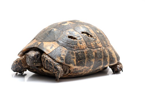 Can Tortoises And Turtles Survive A Broken Shell