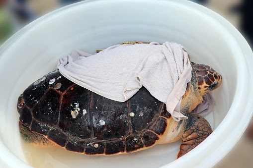 How To Fix Broken Turtle Shell At Home