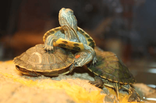 What Causes Shell Rot in Red Eared Sliders