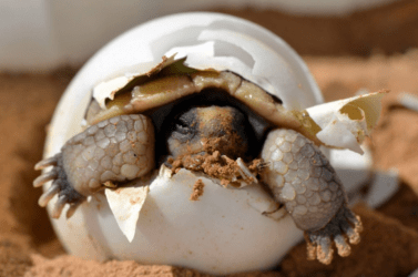 How Strong Is A Turtle Shell