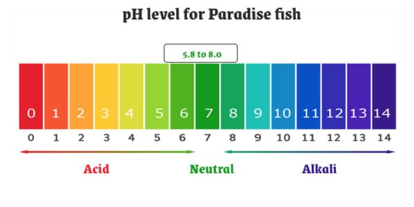 pH level for Paradise fish