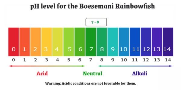 pH level for the Boesemani Rainbowfish