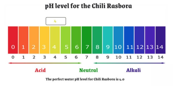 pH level for the Chili Rasbora