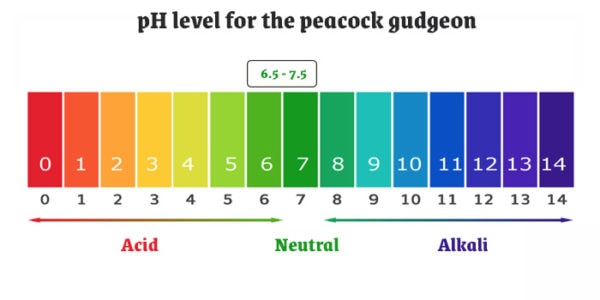 pH level for the peacock gudgeon