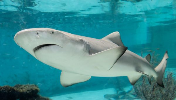 freshwater aquarium sharks