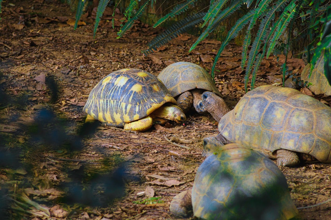 Can Turtles Live Without Water?