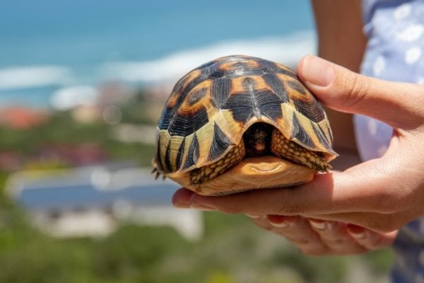 Factors That Can Force Your Turtle Out of Its Aquarium