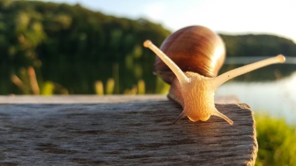 Ramshorn Snail Size 