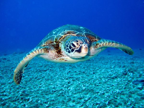 Can Turtles Live Without Water