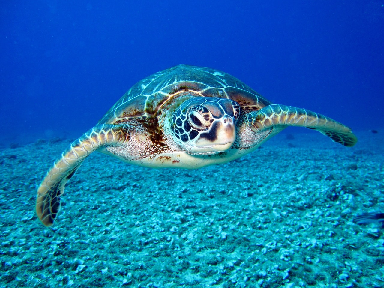 Can Turtles Live Without Water?