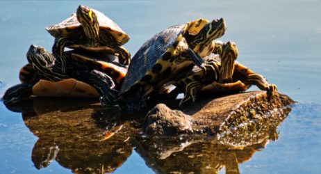 Why Do Turtles Stack and Pile Up on Each Other