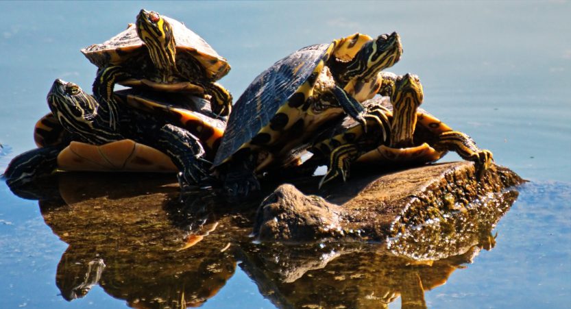 Why Do Turtles Stack and Pile Up on Each Other? Real Reasons