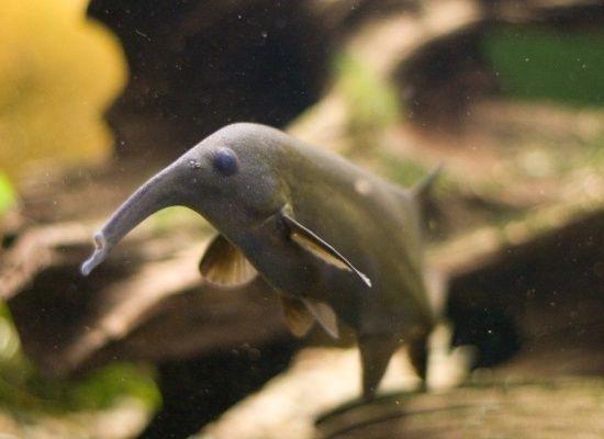 A Healthy Elephant Nose Fish 