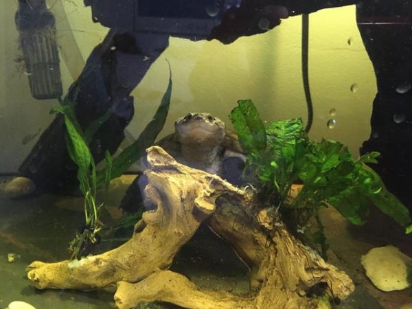 African Sideneck Turtle Care and Tank Set-up