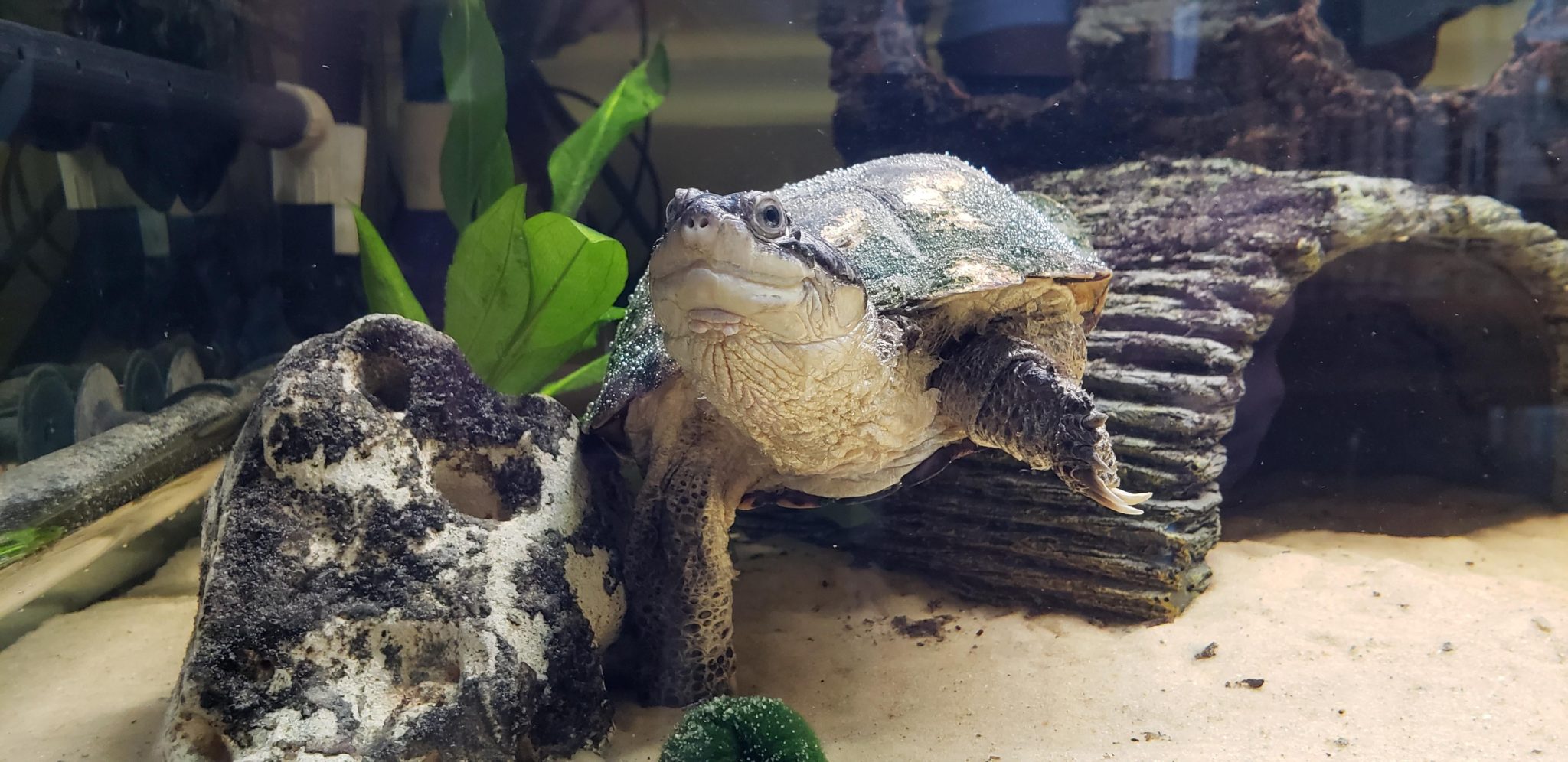 African Sideneck Turtle Care, Breeding, Tank Size & Disease