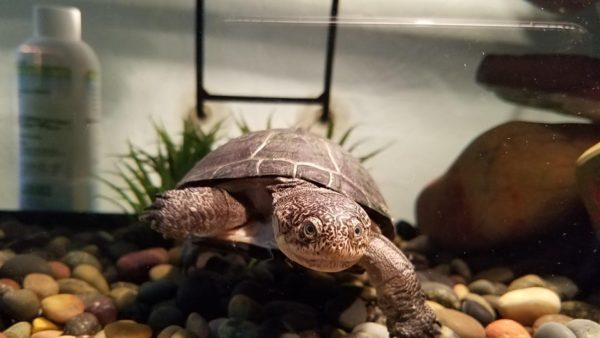 African Sideneck Turtle in good Tank Environment