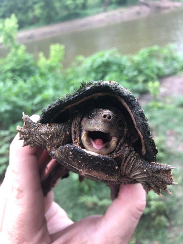 Aggressive Baby Snapping Turtle