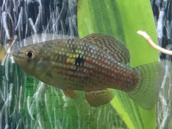 American Flagfish Fll Body Coloration