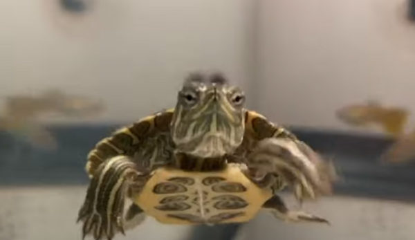 Baby Slider Turtle