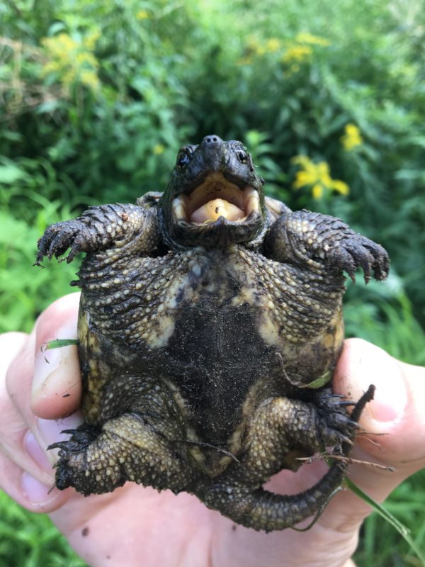 Baby Snapping Turtle Tank Size and Specifications