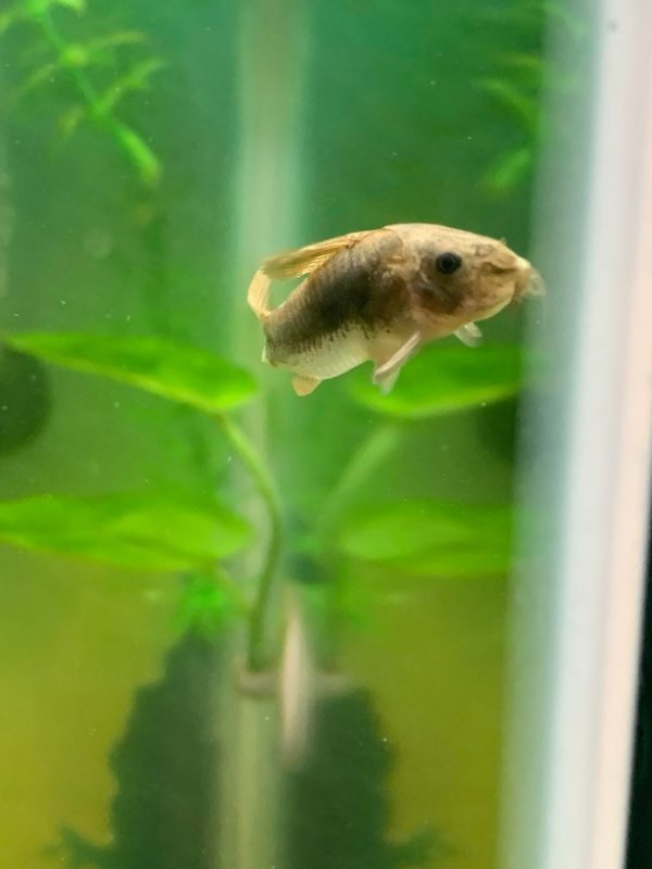 Bacterial Infection Causing Color loss on Peppered Cory