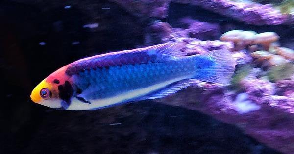 Beautiful Fairy Wrasse Tank Size and Specifications
