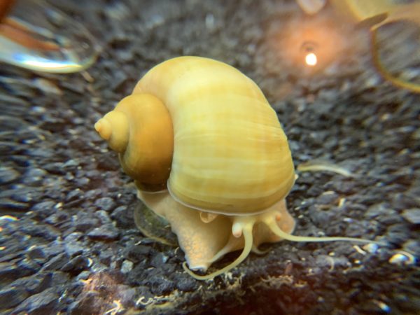Beautiful Mystery Snails