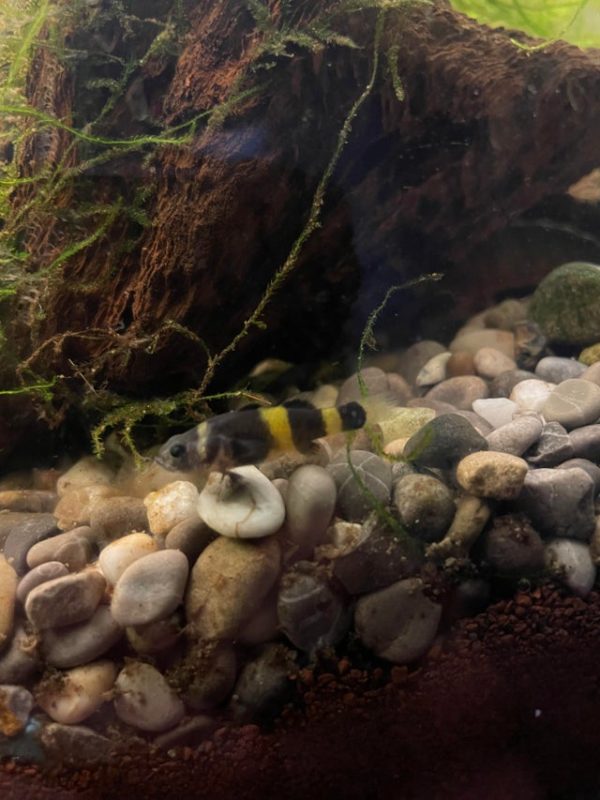 Beautiful Tank Environment for Bumblebee Goby Fish