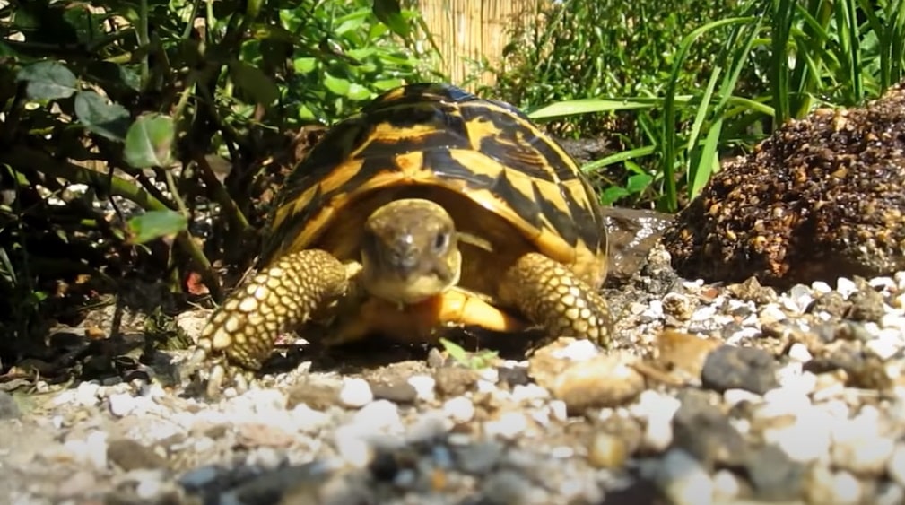 How Do You Know if Your Turtle is pregnant? (Complete Guide)