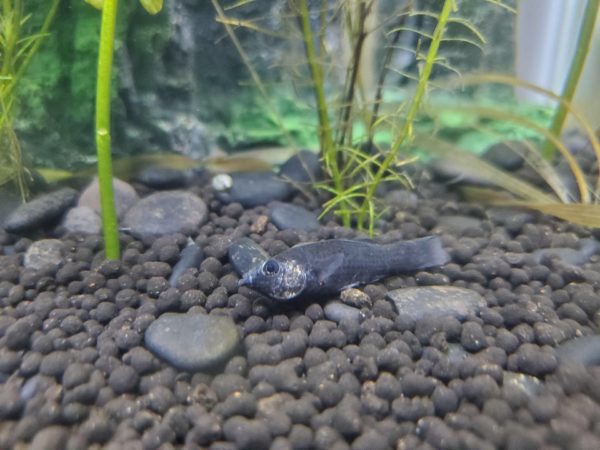 Black Molly suffering from Swim Bladder Issue