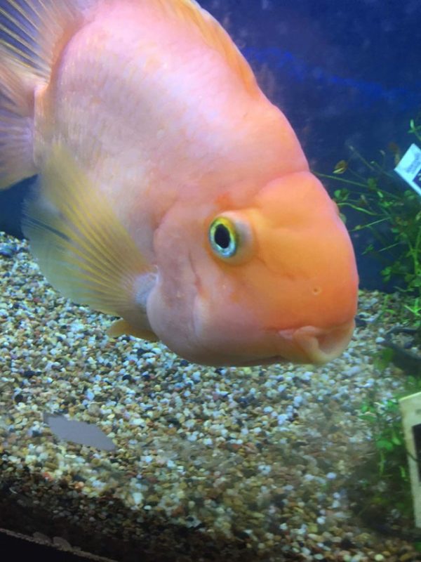 Blood Red Parrot Cichlid Tank Size and Specifications