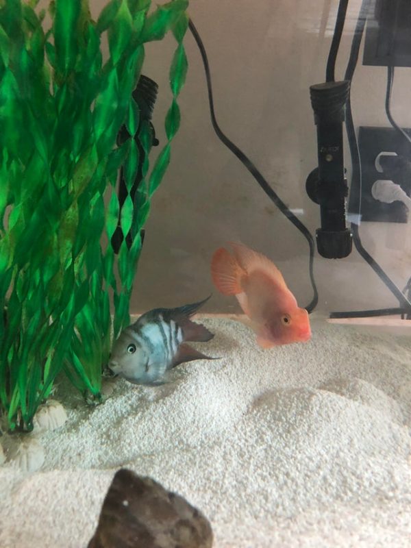 Blood Red Parrot Cichlid with Polar Blue Parrot Cichlid