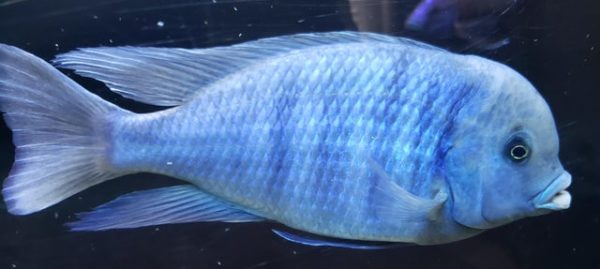 Blue Dolphin Cichlid Tank Size, Set-Up, and Specifications