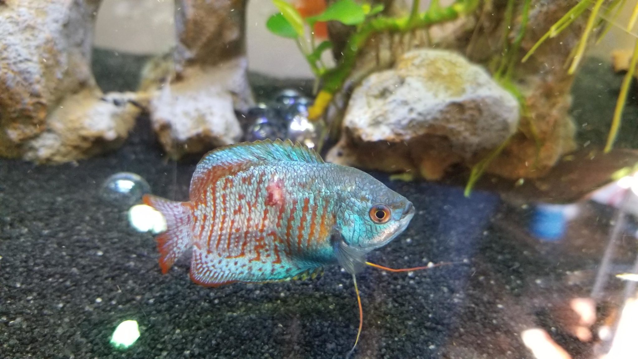 Blue Gourami Complete Guide to Care, Breeding, Tank Size and Disease