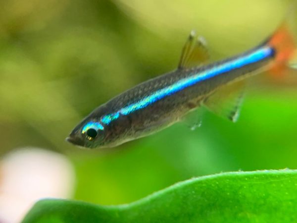 Blue Line on White Cloud Mountain Minnow