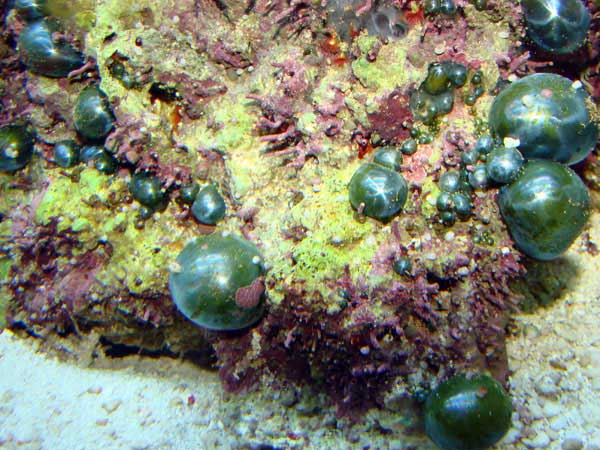 Bubble Algae