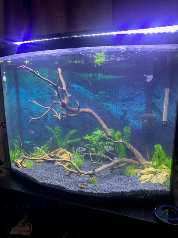 Bucktooth Tetra Tank Landscape