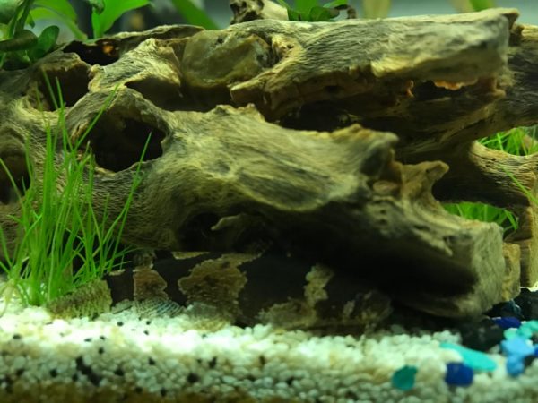 Bumblebee Catfish Tank Size and Specifications