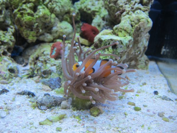 Clown fish with Torch Coral