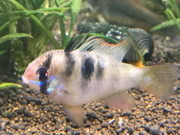 Color loss Disease in Blue Ram Cichlids
