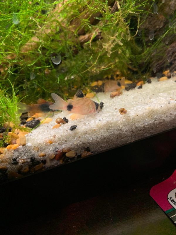 Cory Catfish in good condition