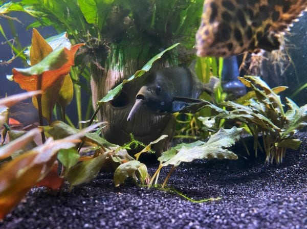 Elephant Nose Fish Tank Landscape with verity of Plants