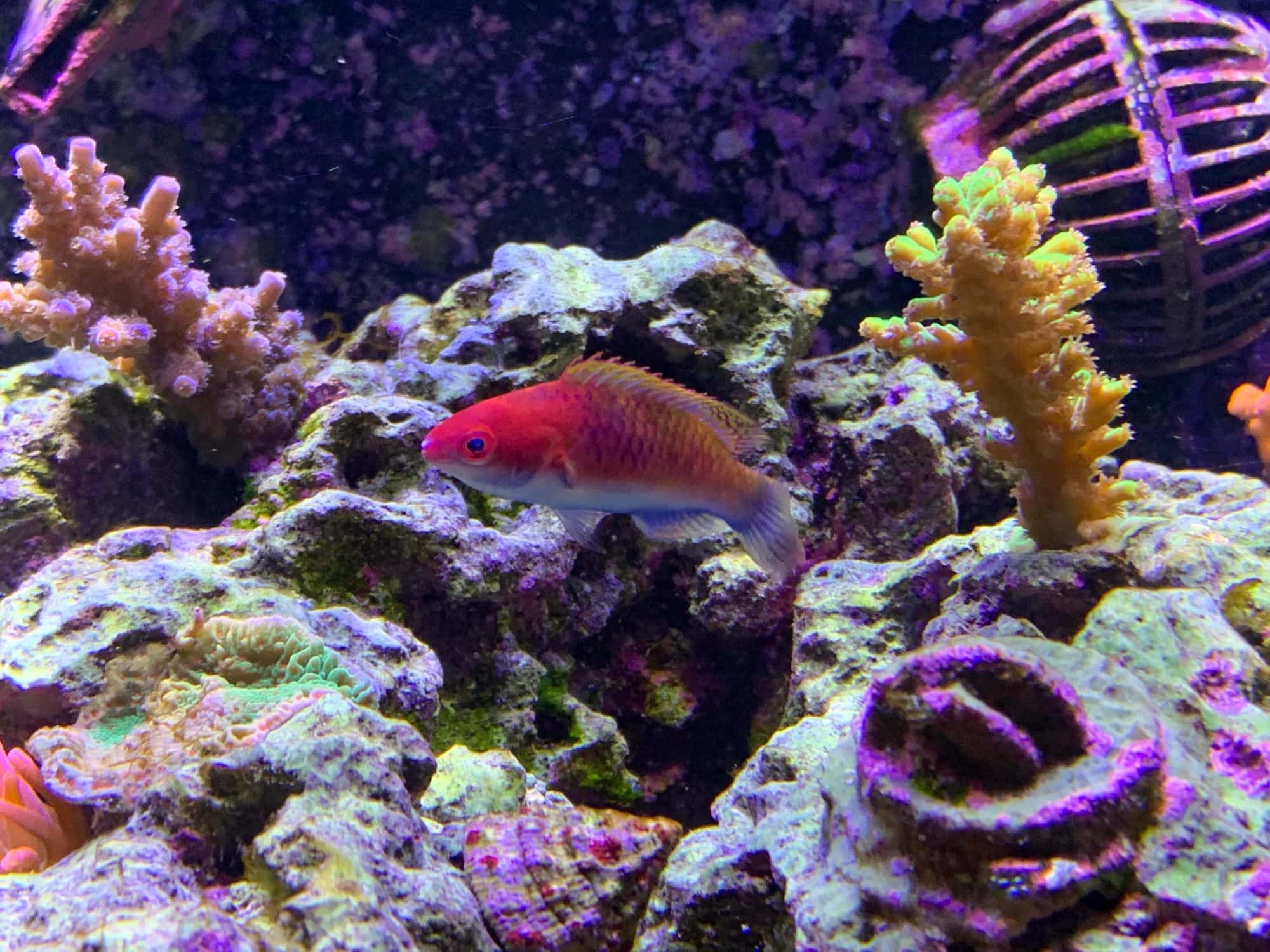 Fairy Wrasse Complete Guide to Care, Breeding, Tank Size and Disease