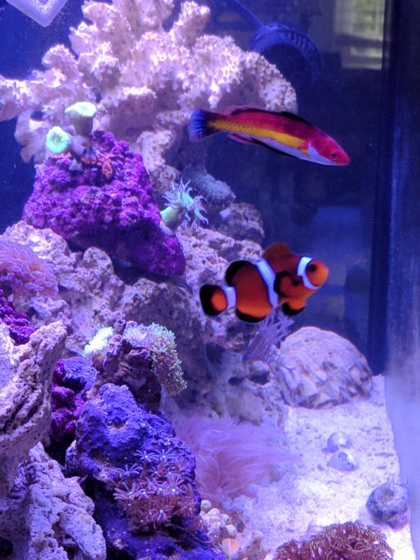 Fairy Wrasse with Clownfish