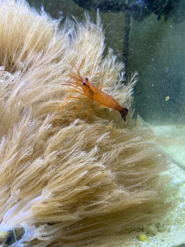 Feeding Peppermint Shrimp